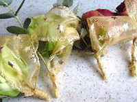 ユーカリのリース