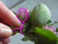 しっかりと引っ張る