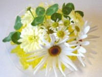 イエローの花畑