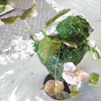 クーゲルを花器にセット