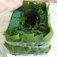 青ゴケを入れる