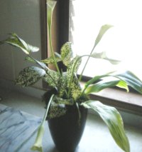 カラーを入れる