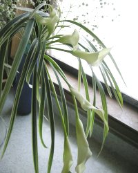 さわやかなカラー