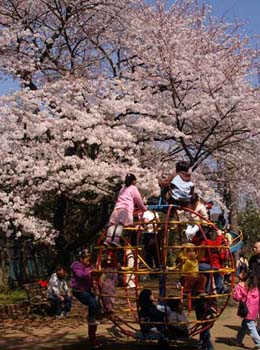 子供と桜