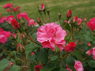 開ききったバラ