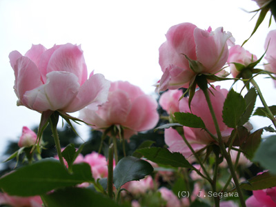 下からのアングル