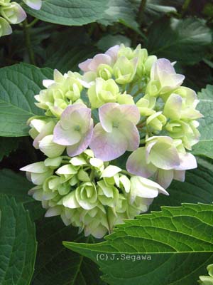 小さいあじさい