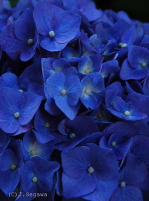 花の色のアップ