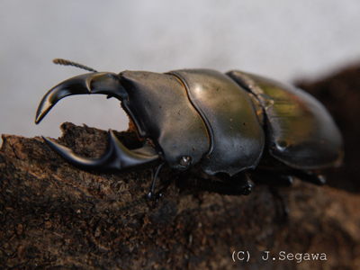 フラッシュなしの場合