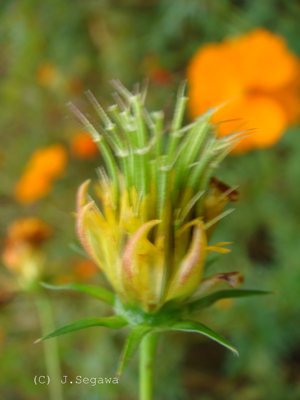 手ブレの失敗例