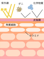 画像の代替テキスト