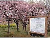 桜の園