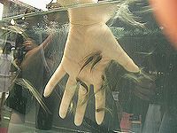 魚に角質食べられ中