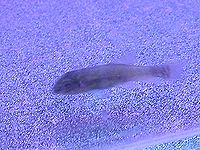 ドクターフィッシュ