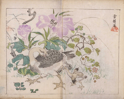 《暁斎楽画》 鴨の親子