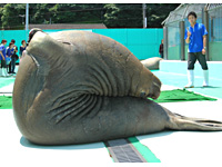 二見シーパラダイス・イナバウアー横からみたところ