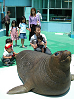 二見シーパラダイス・アザラシにタッチ