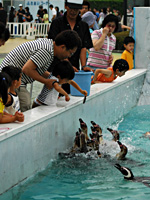 南知多ビーチランド・ペンギンにエサをあげよう