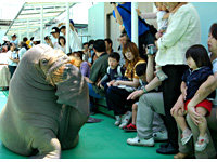 二見シーパラダイス・セイウチコミックショー