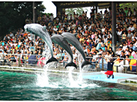 南知多ビーチランド・イルカショー