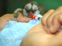 クロミミマーモセットの赤ちゃん