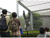 まるでキングコング