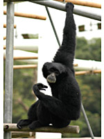 フクロテナガザル