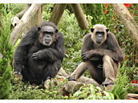 チンパンジーのアキコ（左）とナオコ（右）