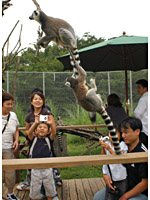 ワオキツネザルが鈴なり・ＷＡＯランド