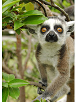 好奇心満々のワオキツネザルの子ども