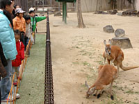 カンガルー広場