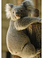 コアラのティムタム