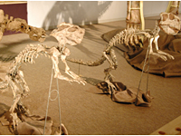 プシッタコサウルス