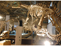 ランジョウサウルス