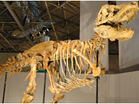 タルボサウルス