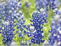 ブルーボネット