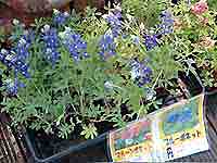 ブルーボネット