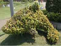 トピアリーガーデン