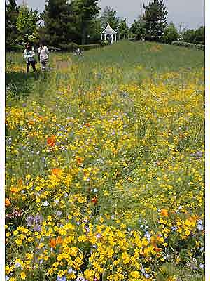 ワイルドフラワーの里