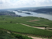 ライン川とブドウ畑