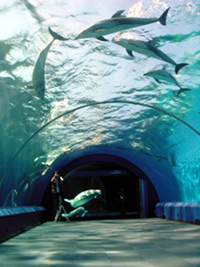 バンドウイルカ・カマイルカ水槽