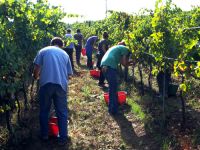 photo by SAWA pasqua